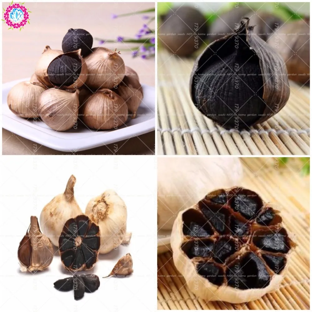

100Pcs Black Garlic Multi-petals&Single Garlic Organic vegetable Kitchen seasoning food bonsai potted plant for home