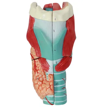 

Human Throat Features Enlarge Anatomy Model Larynx Laryngeal 3X Larynx Anatomical Model Throat 11.5x11x24CM Free Shipping