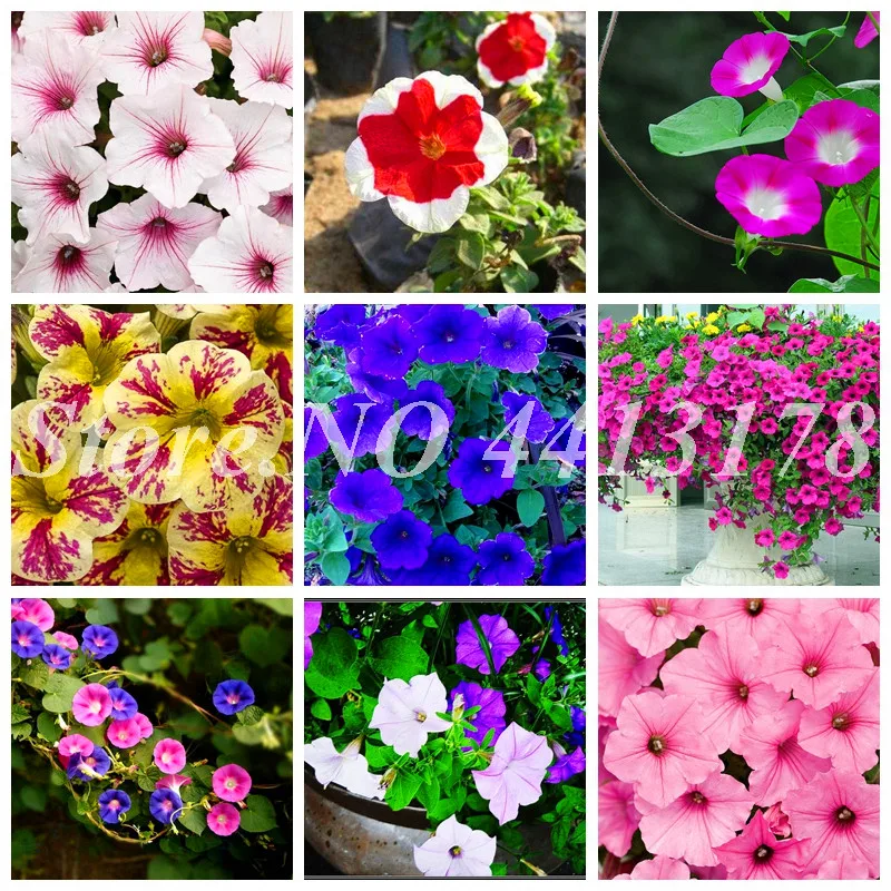 

100 pcs Mixed Color Hanging Petunia Garden Blooming Indoor Petunia Natural Growth for Home Garden Flower Pots Planters Easy Grow