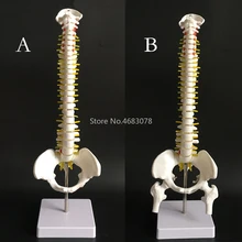 45 см человеческая модель позвоночника с тазовым тазом анатомическая модель позвоночника медицинская модель AB Стиль школьные медицинские принадлежности для обучения
