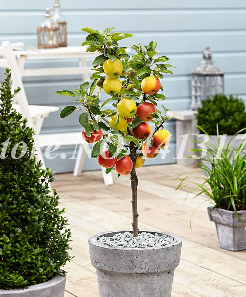 30 Pcs Bag Dwarf Apple Bonsai Miniature Tree Indoor Amp Outdoor Sweet