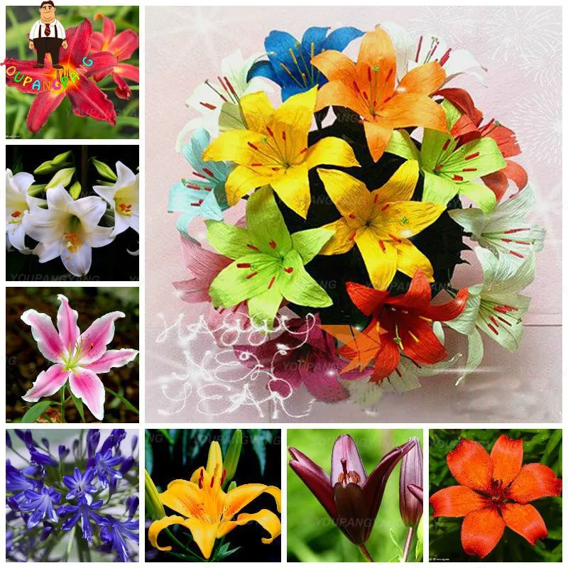 

Beautiful Large Bonsai Lilium Flower 200 Pcs Colorful Lily Bonsai Not Lily Bulbs Rare Plants Potted Home Gardening DIY Flower