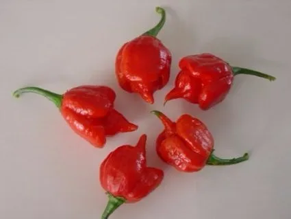 Натуральный Свежий редкий красный "Carolina Reaper" перец бонсай(горячий чили) Органический садовый