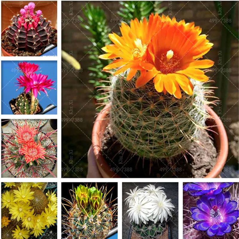 

200 Pcs Cactus Bonsai Rebutia Variety Flowering Color Cacti Rare Cactus Office Mini Succulent Bonsai Cheap China Bonsai plants