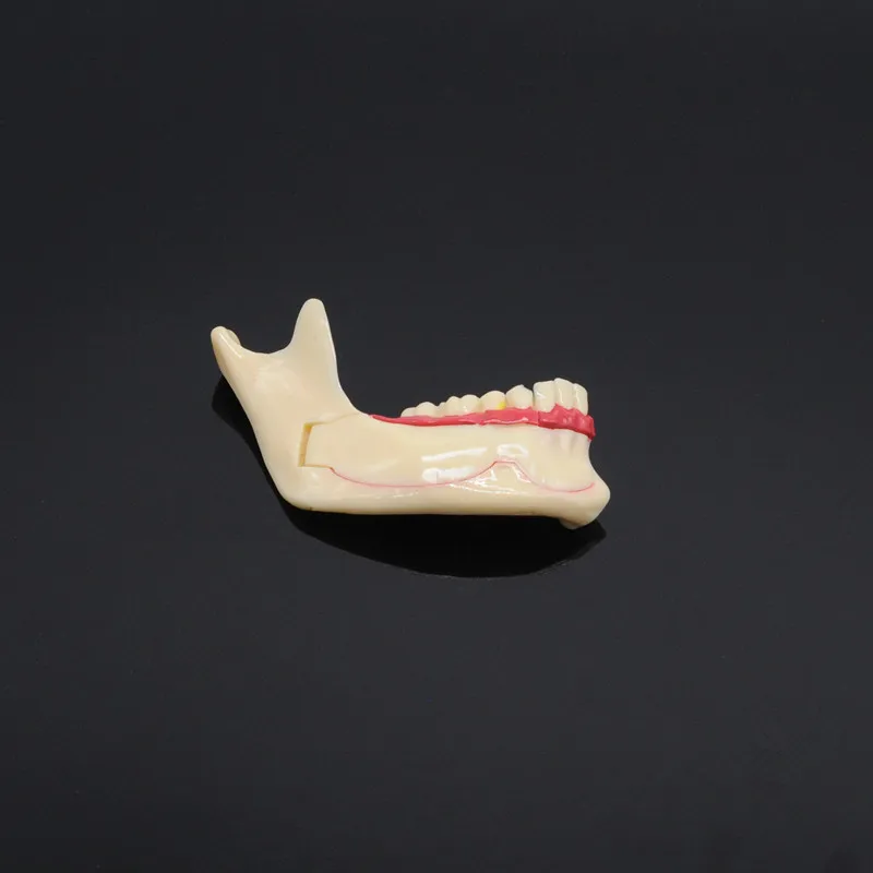 Стоматологическая Связь модель нижней челюсти для стоматологических для преподавания, тренировки модель