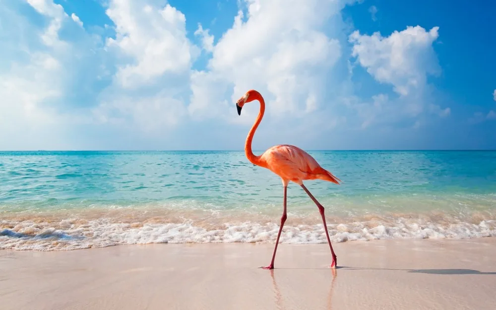 Decoración de dormitorio en 3D cortina foto personalizar tamaño mar playa Flamingo cama sala de estar Oficina Hotel Cortinas Decoración de dormitorio en 3D cortina foto personalizar tamaño mar playa Flamingo cama sala de estar Oficina Hotel Cortinas