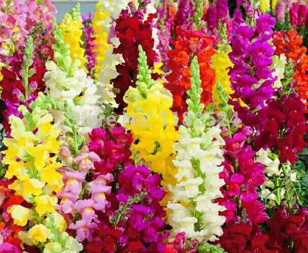 Free shipping 100pcs Antirrhinum majus seeds Commo...