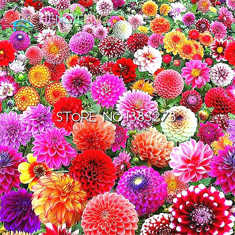 Hardy Heat resisting Rare Perennial Dahlia Flower Seeds 50 Seeds / Pack
