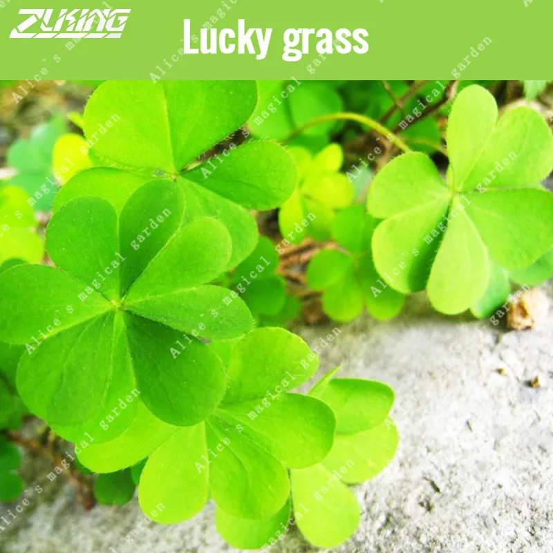 

ZLKING 200pcs Aquarium Grass Fish Tank Accessories Decoration Plant Landscape Aquatic Plants Algae Easy To Grow