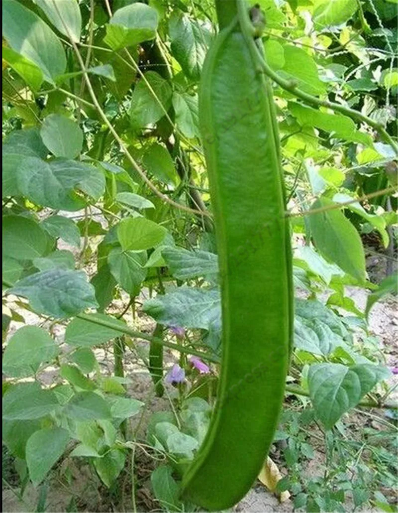 other plants seeds bulbs 5pcs canavalia gladiata seeds red sword beans chinese knife bean seeds 5pcs ebay other plants seeds bulbs 5pcs canavalia gladiata seeds red sword beans chinese knife bean seeds 5pcs ebay