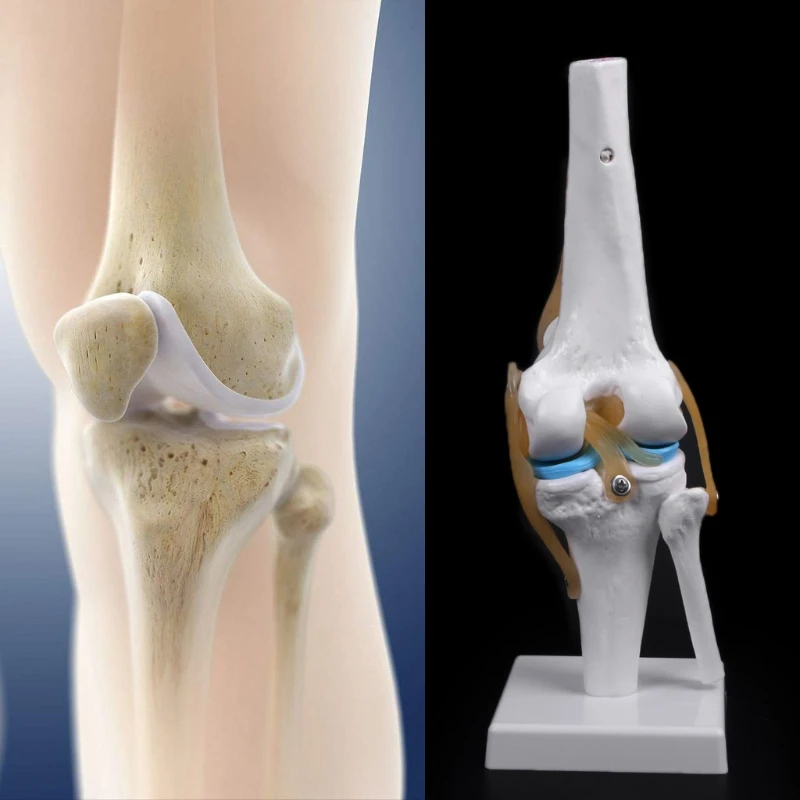 Людская анатомическая коленного сустава гибкая модель скелета медицинской учебное пособие анатомия