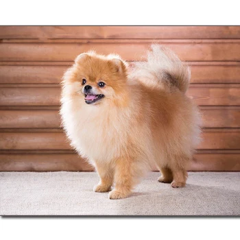 

DIY diamond Embroidery Pomeranian 5D diamond painting of Cross stitch kit for living room Needlework set embroidery with diamond