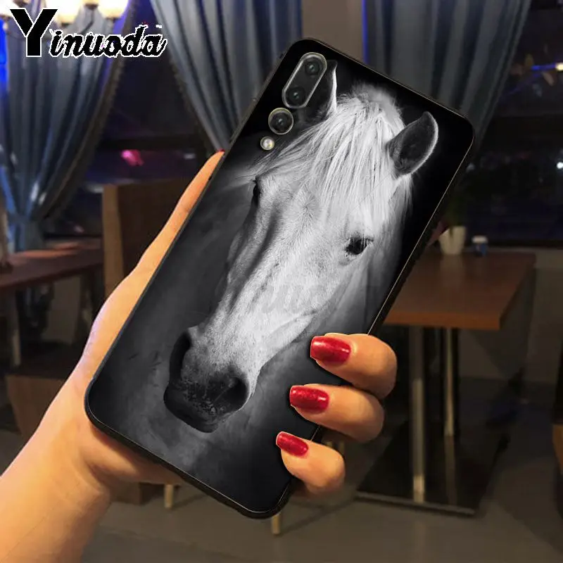 horse animal