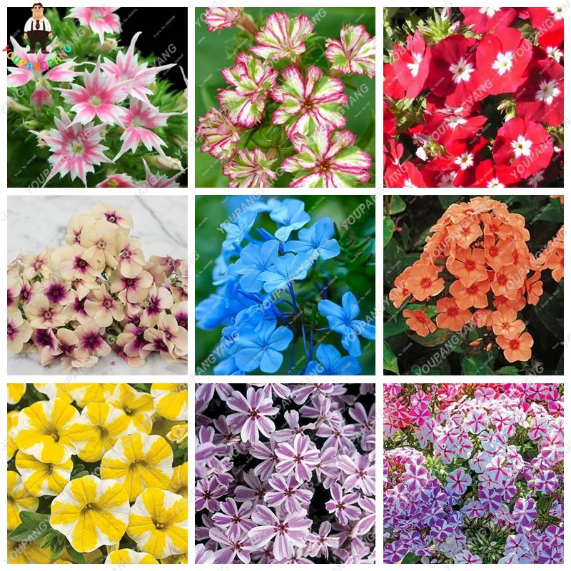 

Phlox flower bonsai,Garden Phlox arrival starry glow semillas de flores raras free shipping 50pcs/bag