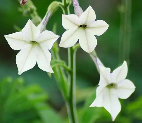 Buy 20 Pcs Night Blooming Jasmine Seeds Free Shipping