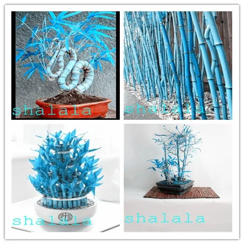 100 pcs نادر الأزرق الخيزران بونساي ، الكمال الزينة داخلي أو في الهواء الطلق PlantFor المنزل حديقة النبات ، الصالحة للأكل براعم الخيزران