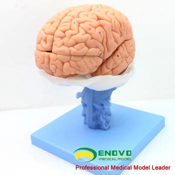 

Medical human brain anatomical model brain stem ventricle cerebellar model neurological system model