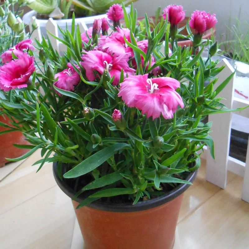 Online Buy Wholesale planting carnations from China planting carnations