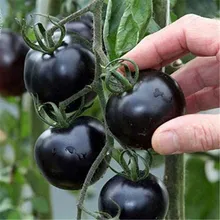 Bonsai Potted Seasons Vegetable  Cherry Tomato Fruit Tomato Black Pearl 200pcs
