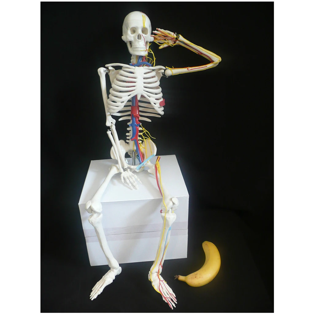 42cm Human Children Body Skeleton Model & 85cm Skeleton Bone Model with Heart Vessel School Anatomical Models Teaching Aids