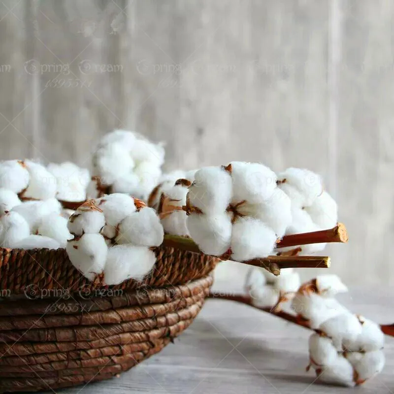 

10pcs White Cotton Crops Flower Bonsai Plants Easy To Grow DIY for Home Garden Planting Potted Farm Gossypium Cotton Fabric