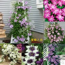 Vine Clematis potted clematis garden flowers, no the clematis bulbs, 10 seeds/bag