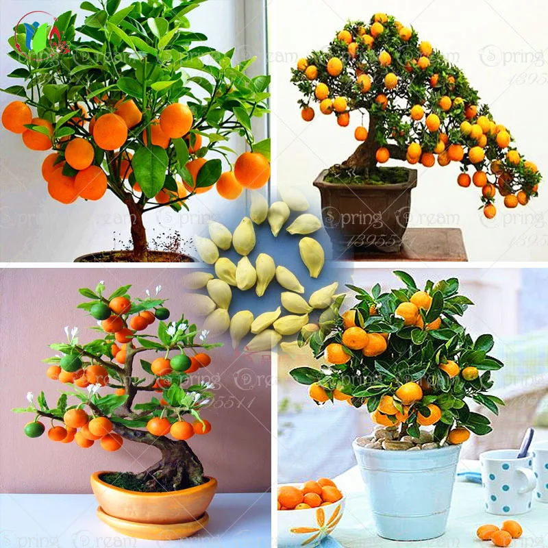 Buy Wholesale Organic Fruit Tree From China Organic buy wholesale organic fruit tree from china organic