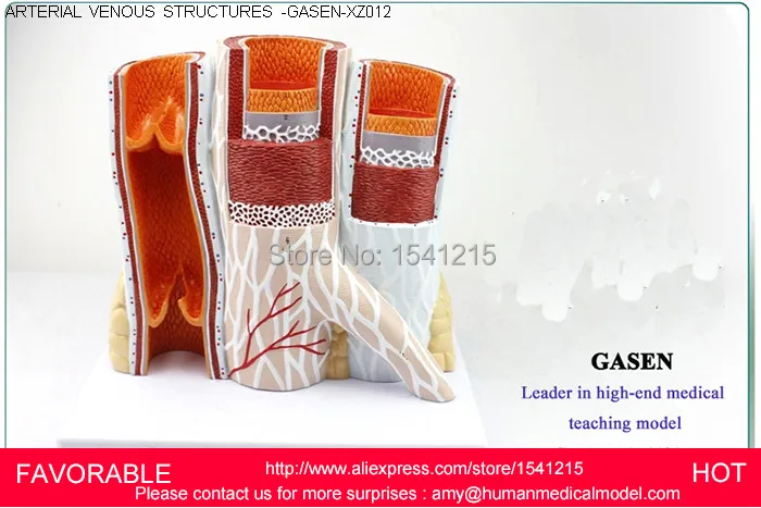 

ARTERIOVENOUS MODEL,ARTERY VEIN MODEL,VASCULAR ANATOMY MODEL,BLOOD VESSEL MODEL ARTERIAL ,ARTERIAL VENOUS STRUCTURES-GASEN-XZ012