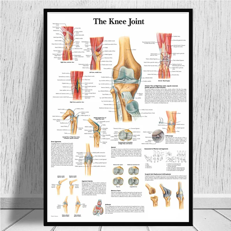 Постеры и принты Анатомия человеческого тела медицинская спинальная колонна коленный сустав ноги Живопись Искусство настенные картины для гостиной домашний декор - Цвет: Зеленый