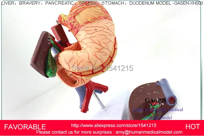 Фигадо печень поджелудочная кистозная структура модель медицинский анатомический пищеварительный желудок гепатобилиальный желудочно-кишечный GASEN-XH003