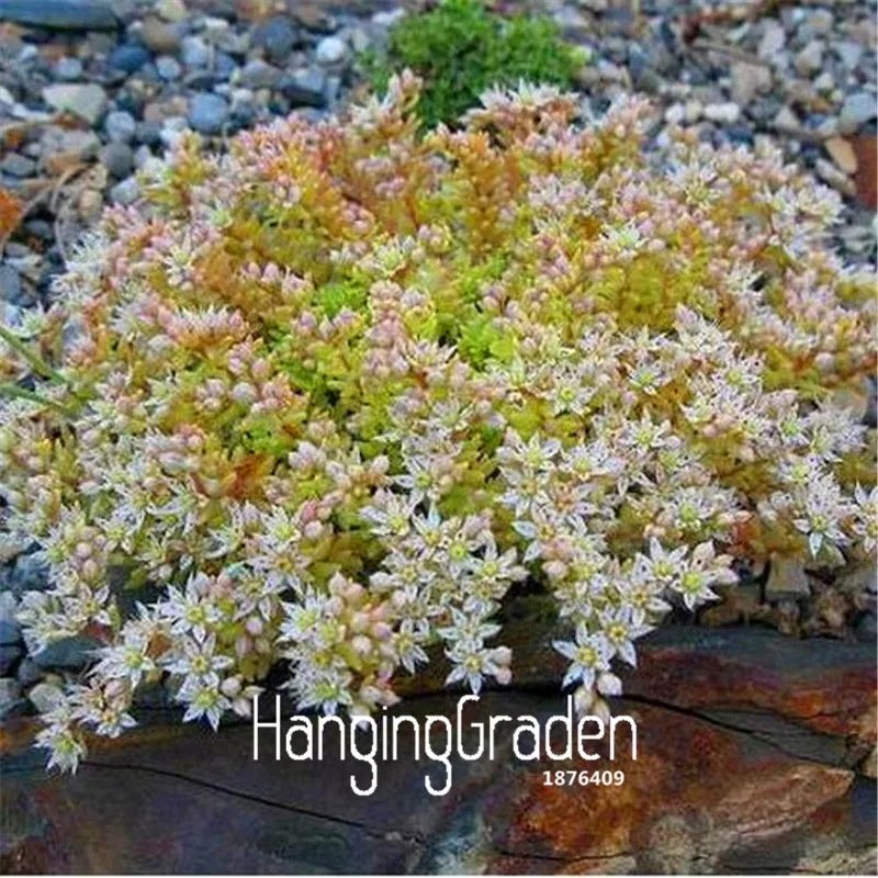 100 шт сумка! Sedum испанский Stonecrop суккулент Флорес бонсай завод DIY цветы для дома, сада plantas