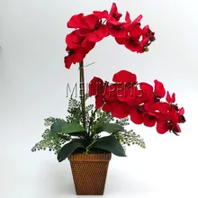Горячая Распродажа! бонсай цветок Орхидея бонсай, красивый фаленопсис Орхидея домашний сад растение горшок с орхидеей качественные Цветочные растения, 100 Флорес