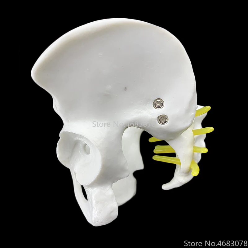 13x9x9 см женский анатомический таз Скелет таза горло анатомический череп для изучения анатомии скульптура голова модель тела
