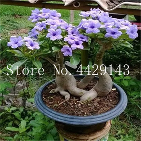 100 prawdziwa pustynia Róża Bonsai rośliny ozdobne balkon Bonsai doniczkowa kwiaty Drawf Adenium Obesum Bonsai-1 cząstki partia tanie i dobre opinie DIY roślina doniczkowa Kwitnące rośliny Roczne Mini duże małe średnie Wykluczone Bardzo proste Balkonem Wiosna 100 prawdziwa pustynia Róża Bonsai rośliny ozdobne balkon Bonsai doniczkowa kwiaty Drawf Adenium Obesum Bonsai-1 cząstki partia tanie i dobre opinie DIY roślina doniczkowa Kwitnące rośliny Roczne Mini duże małe średnie Wykluczone Bardzo proste Balkonem Wiosna