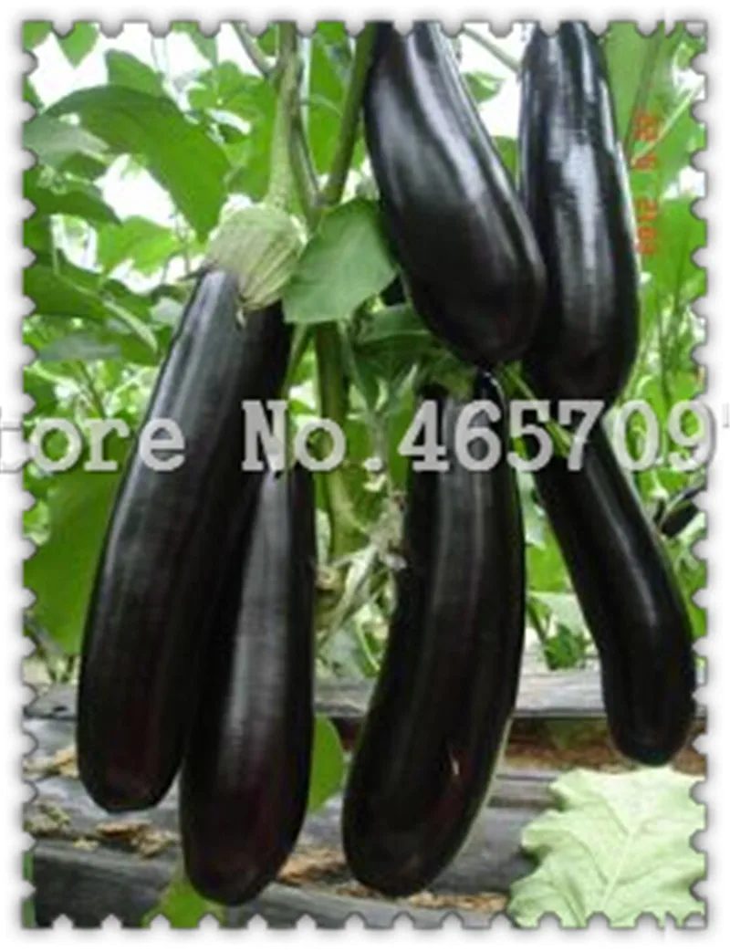 

200 Pcs Black Eggplant Bonsai ,Exotic Eggplant Bonsai,Rare Aubergine, Organic Fruit Vegetable, Plant For Home Garden