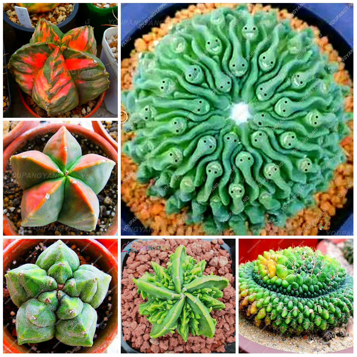 

200 Pcs Cactus Plant Bonsai,Ball Cactus,Radiation Absorption,Flowers Foliage Succulent Bonsai Garden & Home Plant Semillas Flora