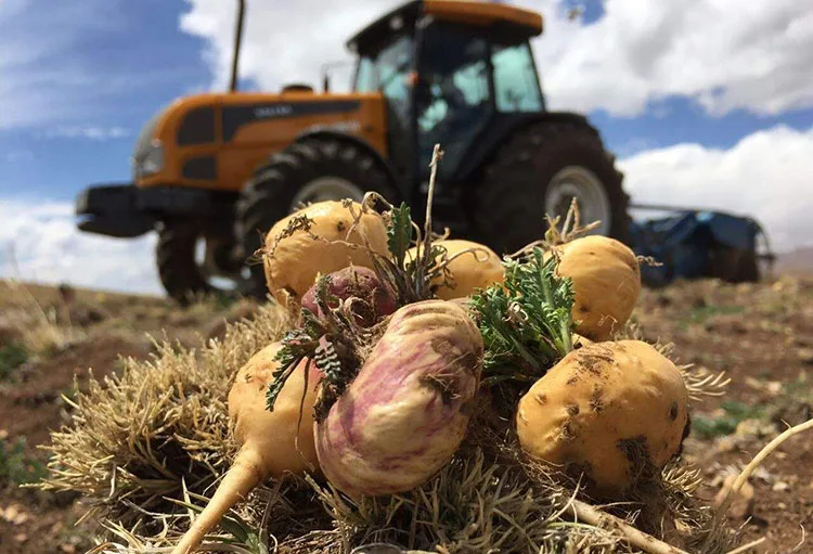 USDA и EC сертифицированный органический порошок мака