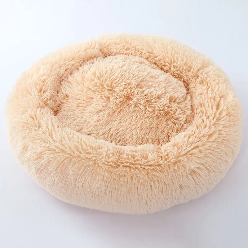 Bys04_Apricot