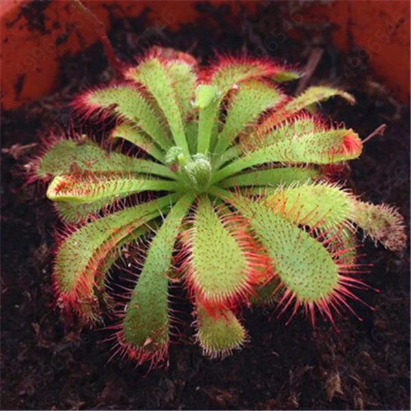 100/batch of insectivore flytrap bonsai sunscreen plant large rosewood fur garden plant planting radiation protection flycatcher