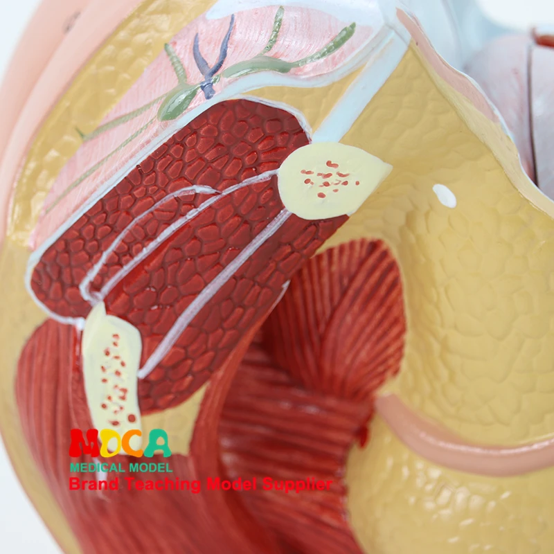 MSZXT007 Обучение модели планирования семьи медицина для женских генитальных анатомических моделей