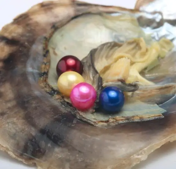 Triplet Colored Pearls Oyster Saltwater Akoya Oysters with 3 Vibrant Color Round Pearls 6 7MM