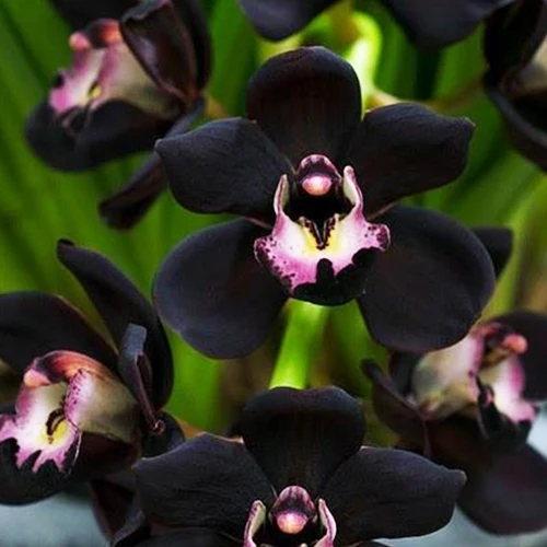 100 PCS Unique Black orchid Cymbidium Faberi Flower Garden Flower Flowering Plants Orchid Flower