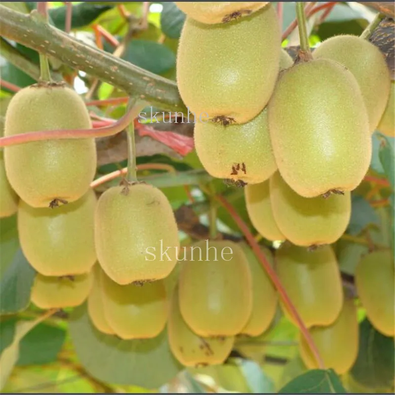 200pcs Kiwi Fruit Tree Bonsai Diy Home Garden Best Seeds Online