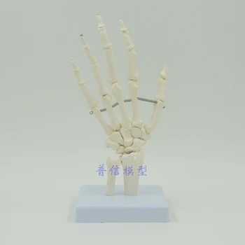 

Hand Joint Model, Wrist Joint Model, Medical Treatment, Ligament, Hand Bone Model School Hospital Educational Supplies