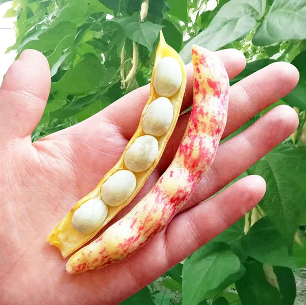 

shelf oil beans 10pcs selling organic vegetable for home garden Freeshipping