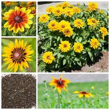 100 шт./пакет Рудбекия Хирта субтропических садовый Цветочный бонсай растения для балкона двора различных Цвет "сделай сам"