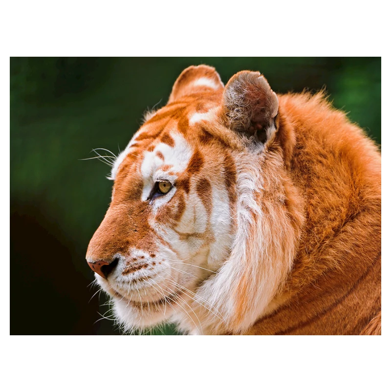 

Animal 5d Diy Diamond Painting Diamond Mosaic Diamond Embroidery Painting Diamond Painting Cross Stitch Home Decor