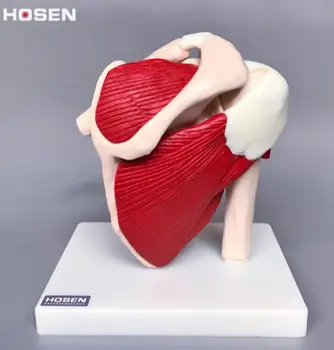 

Model of Shoulder Joint Attachment Ligament Musculoskeletal Structure Clavicle Humerus Scapula Structure Teaching AIDS
