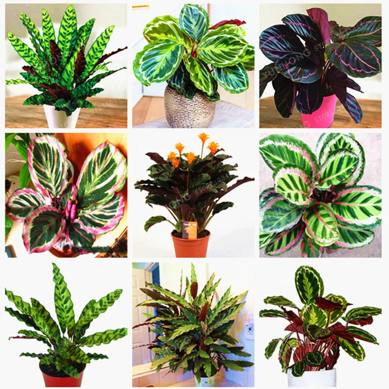 popular office desk plants-buy cheap office desk plants lots from popular office desk plants-buy cheap office desk plants lots from