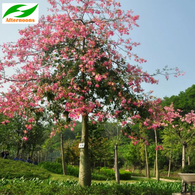 50PCS SILK COTTON TREE SEEDS (Bombax ceiba) Tropical Flower Medicinal